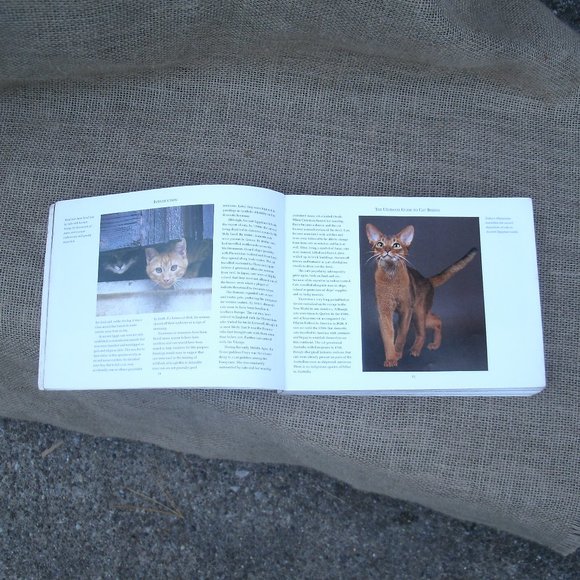 Ultimate Guide to Cat Breeds by Louisa Somerville - Picture 4 of 16